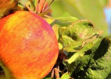 아파트 Im Hof Objekt Id 12111-0 바렌